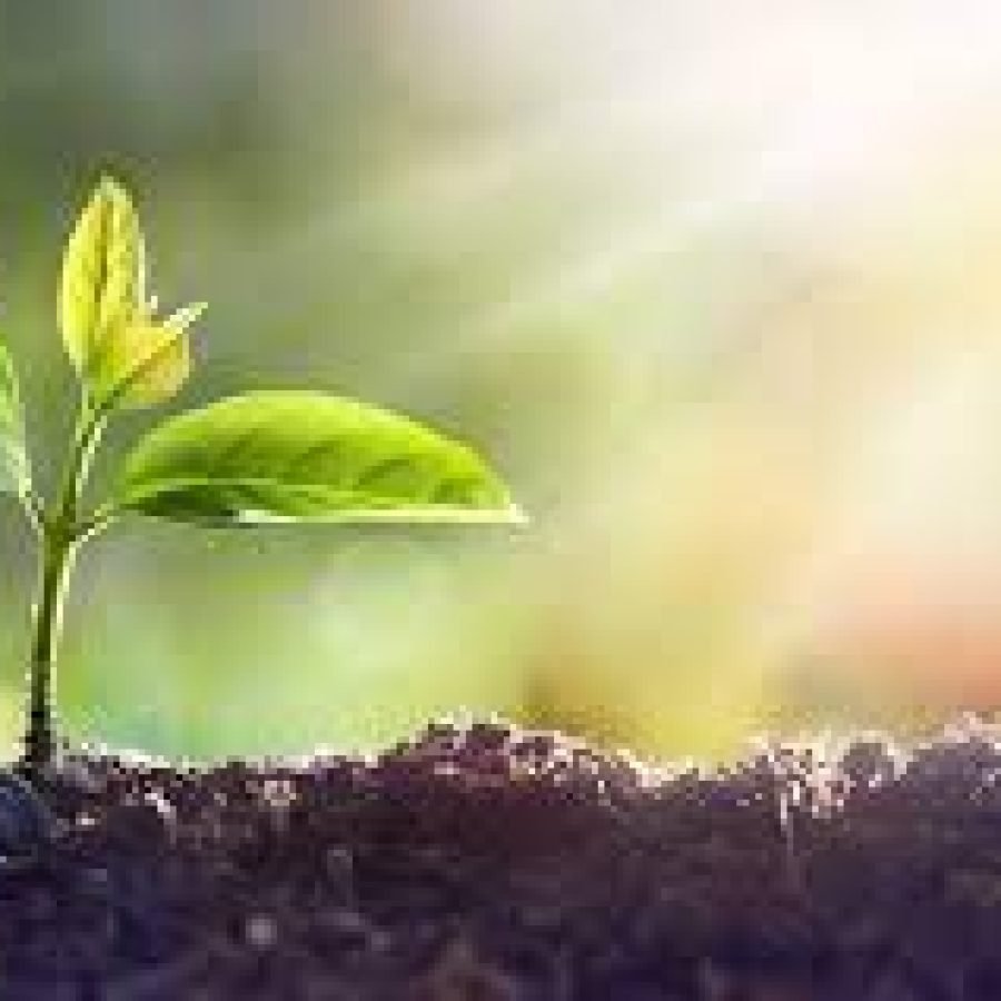 plantateste